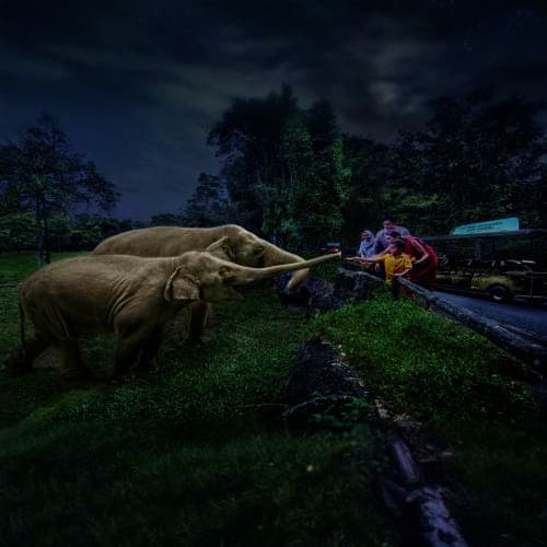 singapore-safari-in-night