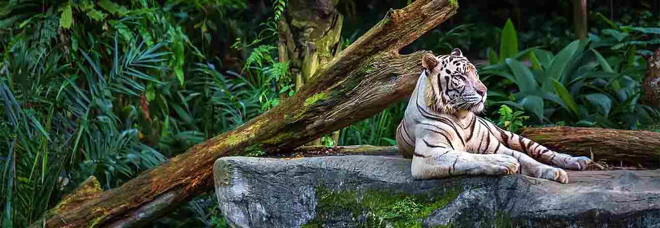 Singapore Zoo with Tram Ride singapore-zoo-city.