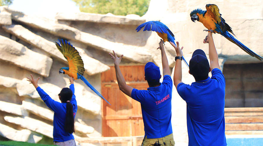birds-Show-img