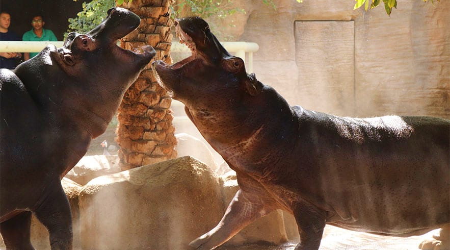 hippo