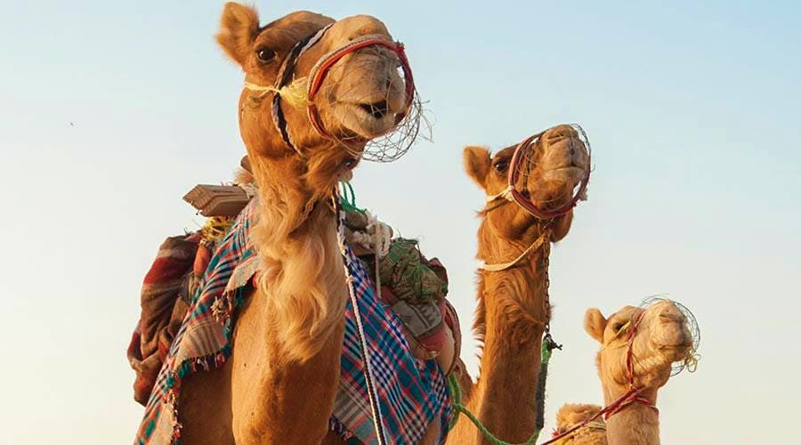 Dinner in Desert Ras Al Khaimah camel excursions