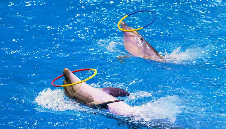 Dubai Dolphinarium from Abu Dhabi dubai-dolphinerium-dubai-front
