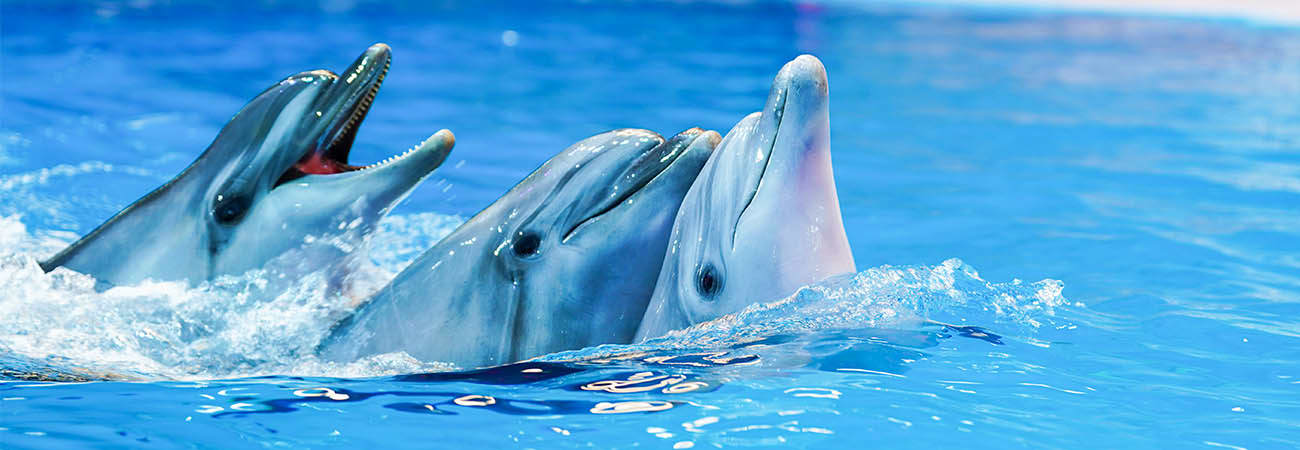 dubai-mall-dolphinerium