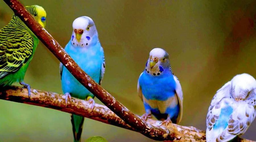 parrots