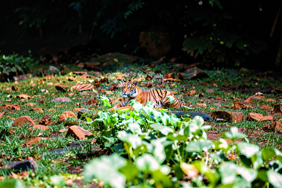 Zoo Negara Tickets