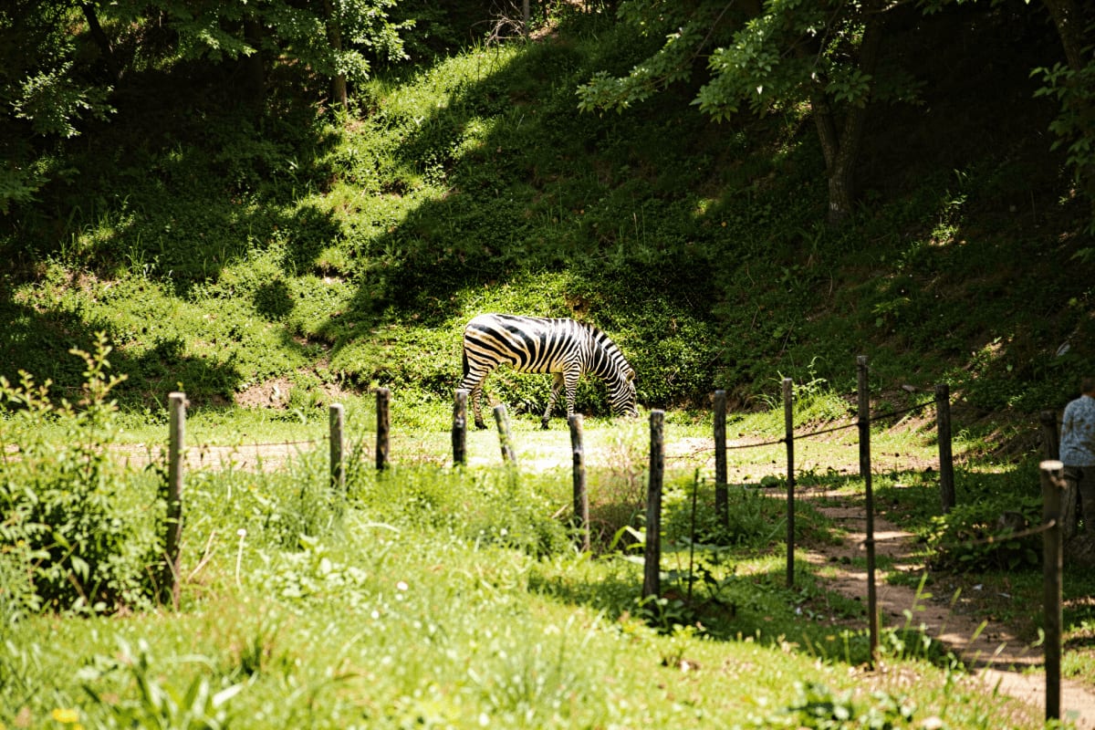 Zoo Negara Tickets