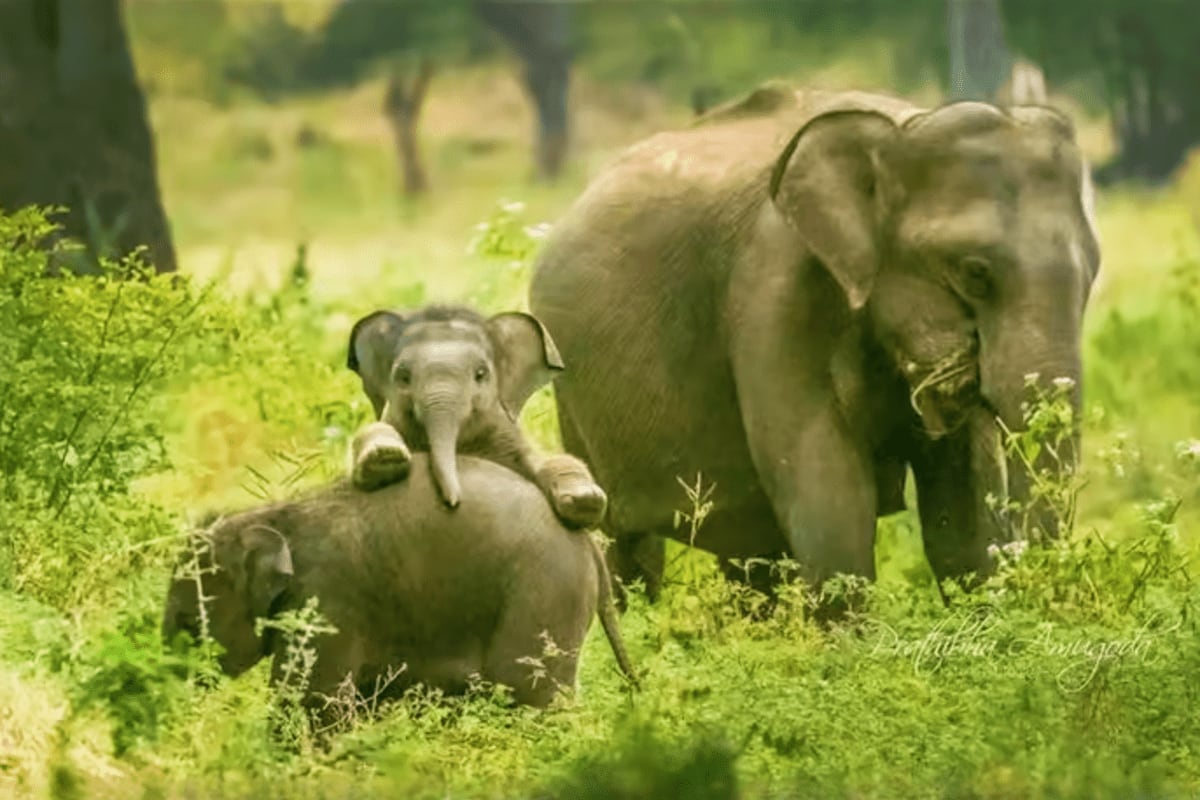 Adult elephant with baby elephant calf walking together through green forest vegetation at Hurulu Eco Park