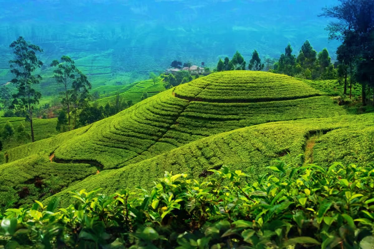 Rolling green tea plantations with contoured hillsides and distant mountain valley in Nuwara Eliya, Sri Lanka