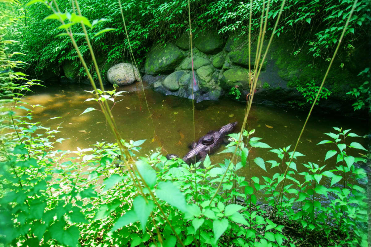 Zoori at Residence Inn Crocodile swimming in murky pond surrounded by dense green vegetation and moss-covered rocks at Zoori at Residence Inn