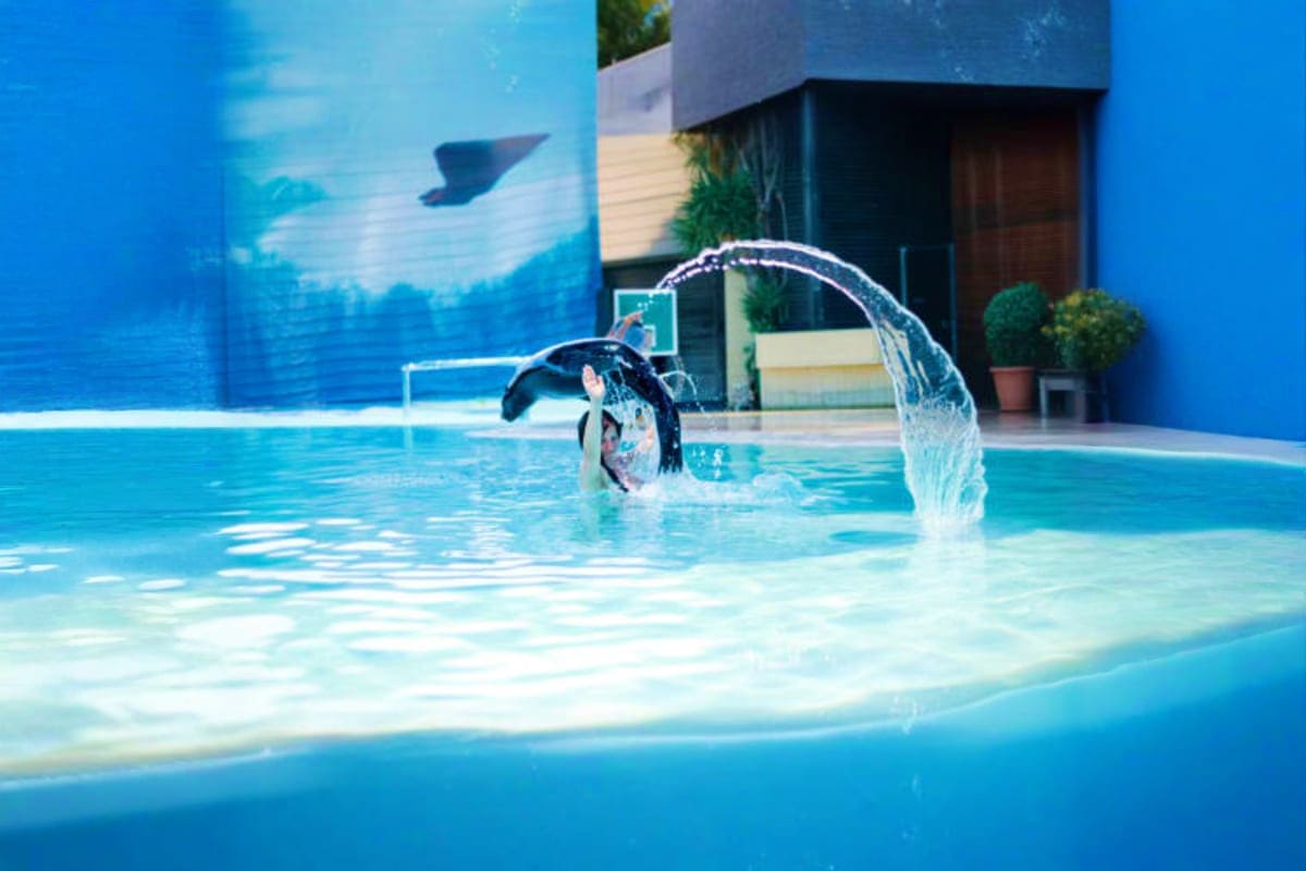 Orca whale jumping through water ring during marine park performance show