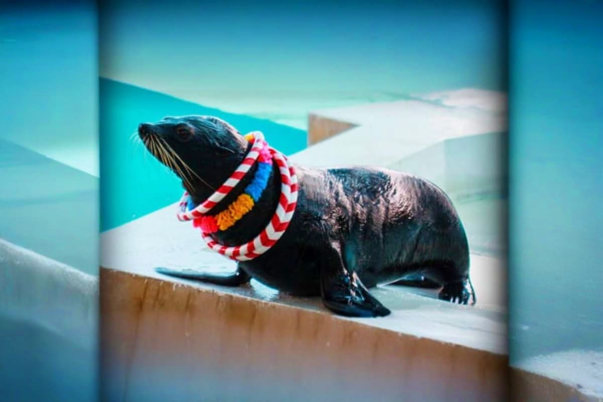 Sea lion wearing colorful striped rope collar at Samui Aquarium and Tiger Zoo attraction in Thailand