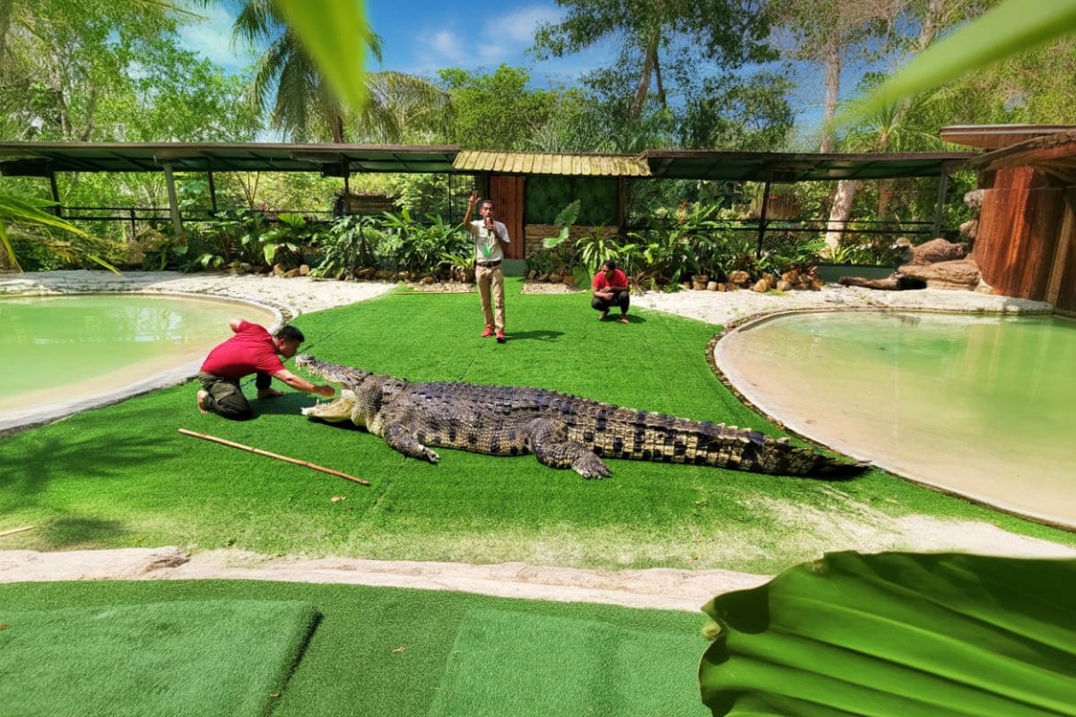 Visitors hand-feeding a large saltwater crocodile on green lawn at Crocodile Adventureland Langkawi wildlife park