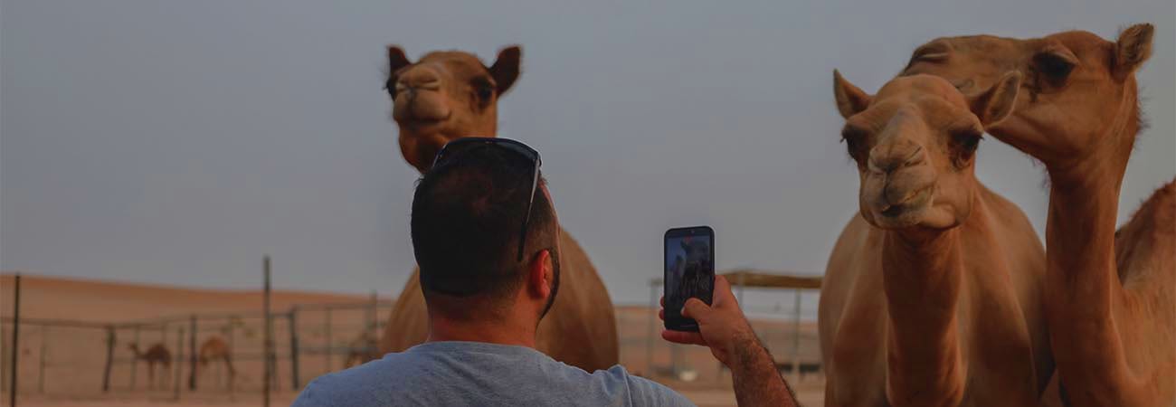 Man taking a photo with his smartphone of three brown camels in a desert enclosure during an Abu Dhabi safari tour