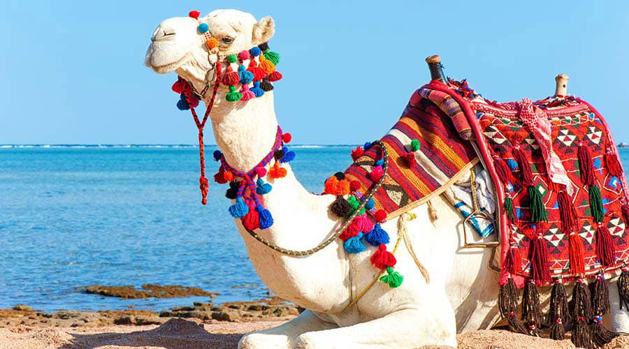Camel Riding Ras Al Khaimah camel riding tour