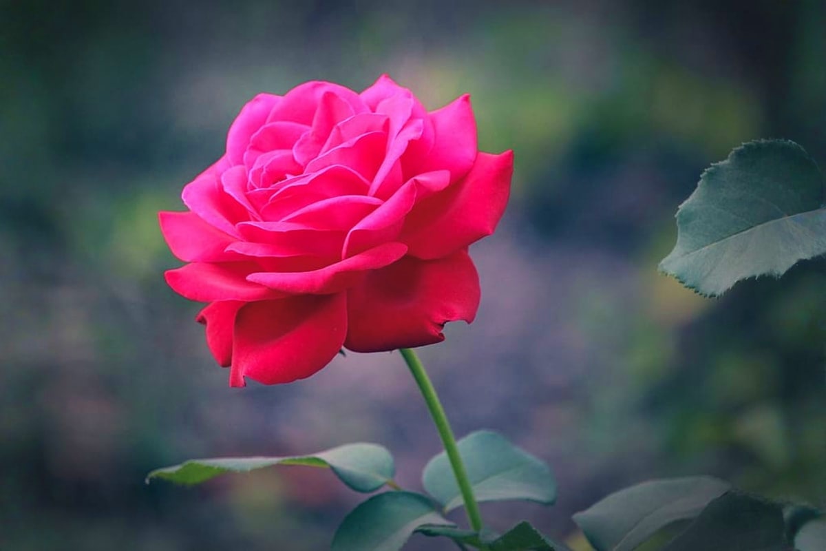 Test Dubai Package Vibrant red rose in full bloom with green stem and leaves against blurred garden background