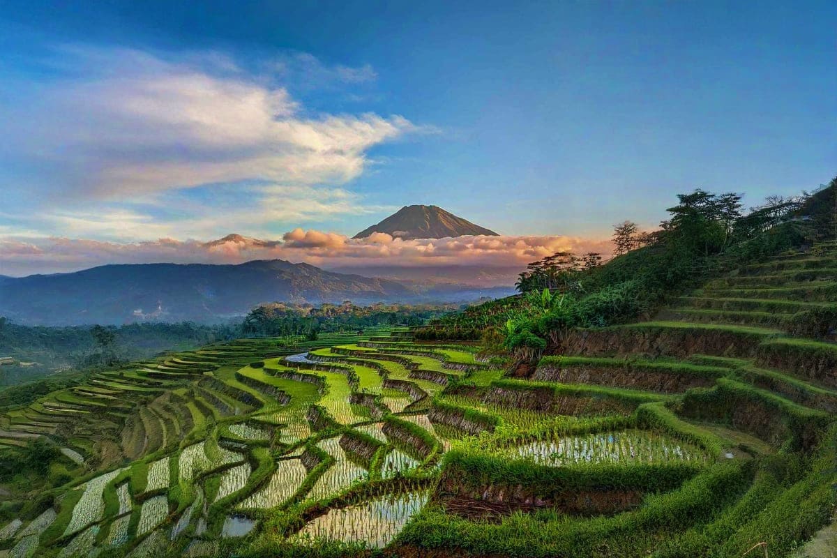 Terraced rice paddies with Mount Agung volcano in background, Bali, Indonesia