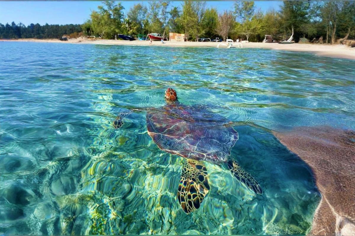 Sea turtles swimming in shallow turquoise water near a sandy beach with trees and beach structures in the background