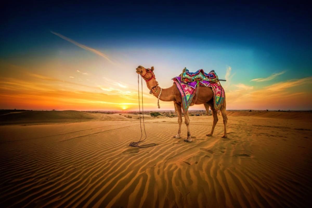 Golden Desert and Blue City Tour Decorated camel with colorful saddle standing in desert sand dunes at sunset with golden sky