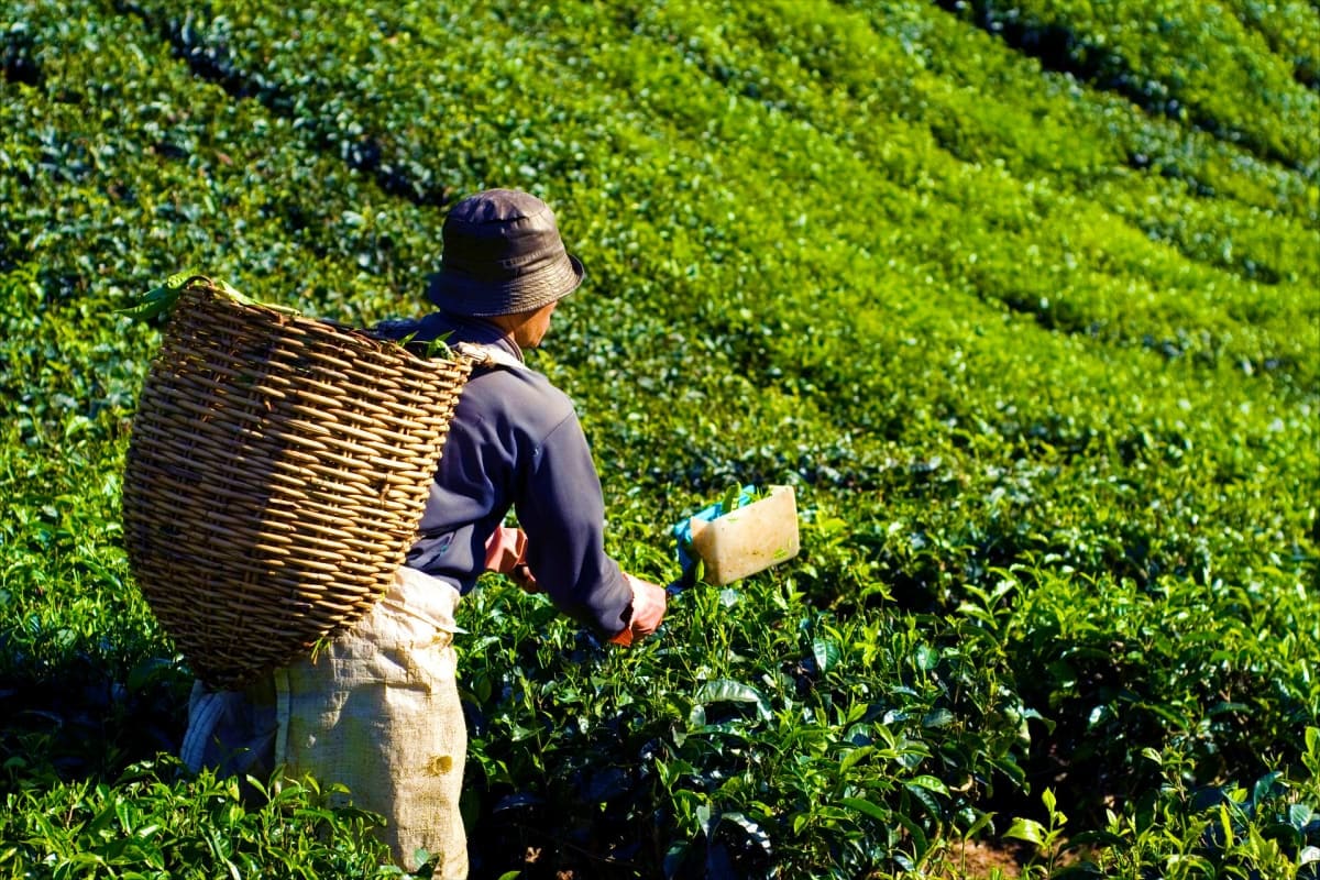 Tea picker harvesting leaves in lush green tea garden in Darjeeling hills with wicker basket