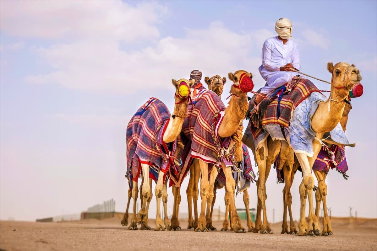 Camel caravan with handlers in traditional desert clothing crossing sand dunes under blue sky