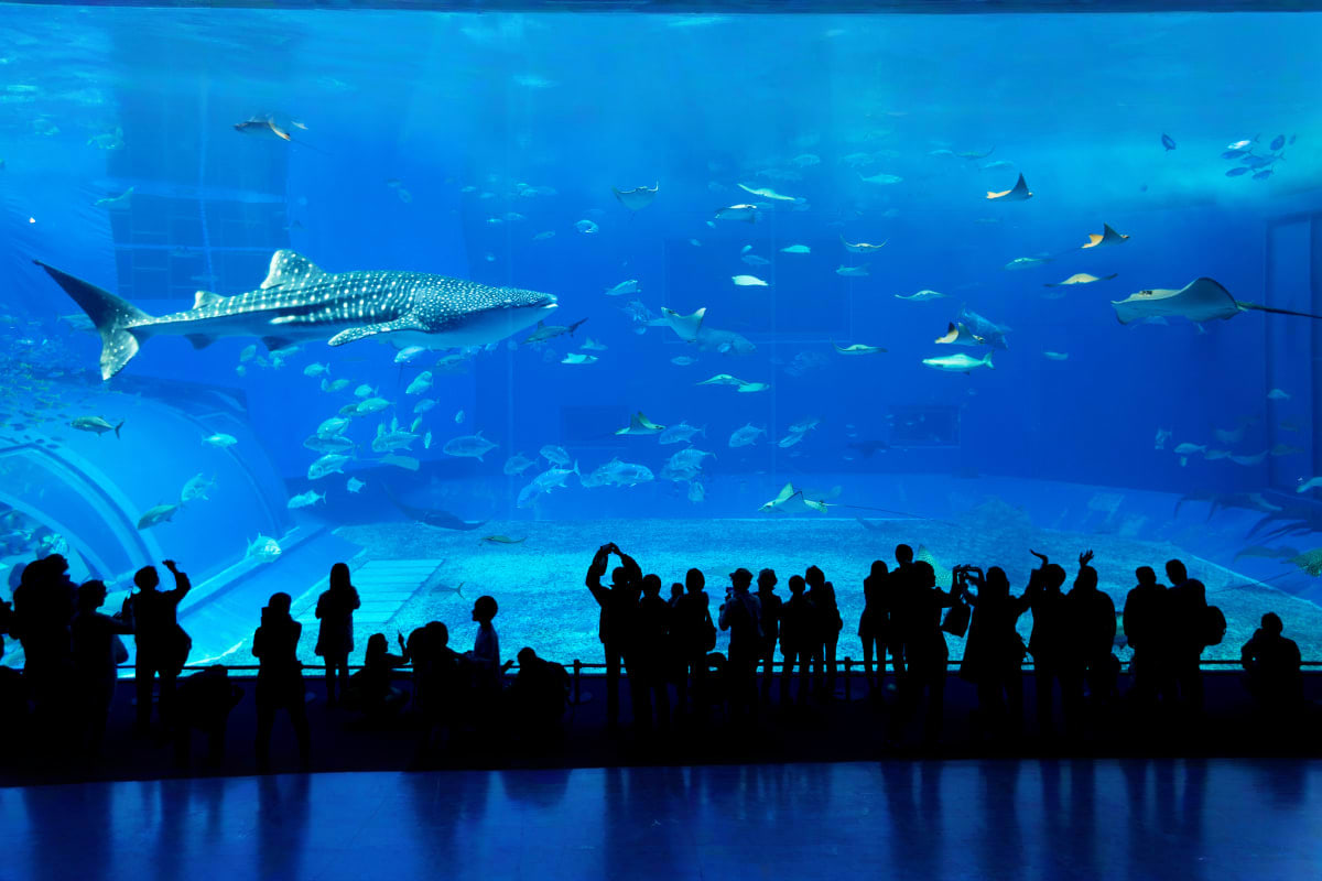 Ultimate Dubai Explorer Silhouetted visitors watching whale sharks and tropical fish swimming in large aquarium tank at Dubai aquarium