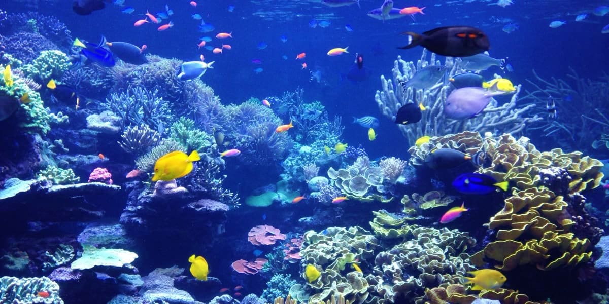 Vibrant coral reef aquarium with colorful tropical fish swimming among coral formations in deep blue water