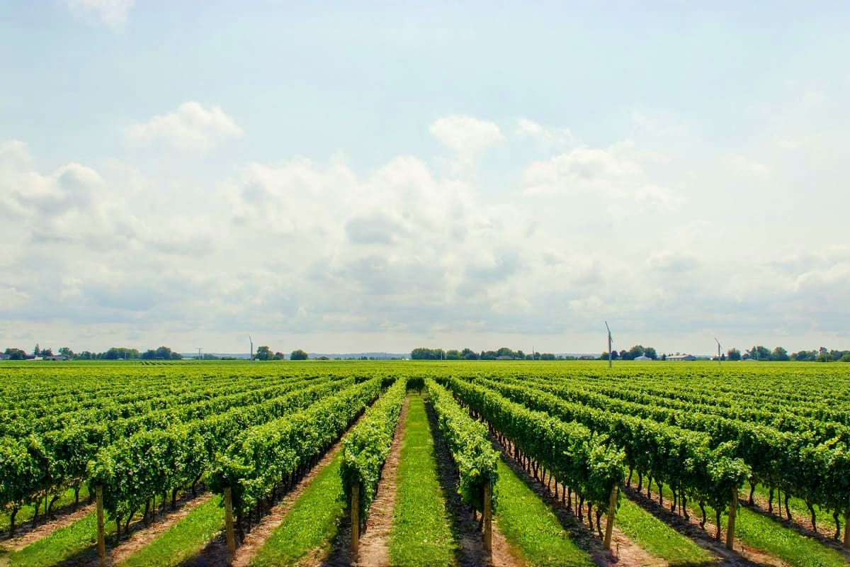 Rows of grapevines in a sprawling vineyard under cloudy skies in the Kakheti wine region of Georgia