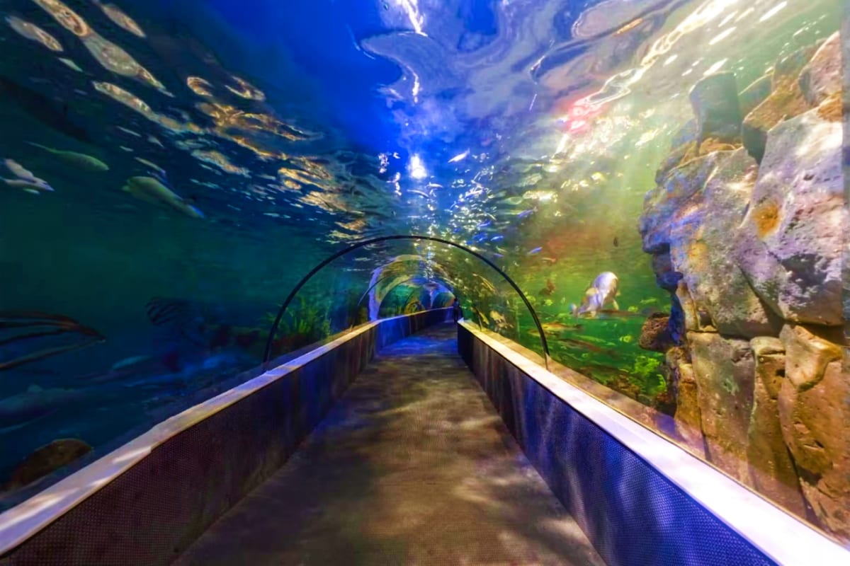 Underwater tunnel at aquarium with curved glass ceiling, fish swimming overhead, and rocky cave walls on sides