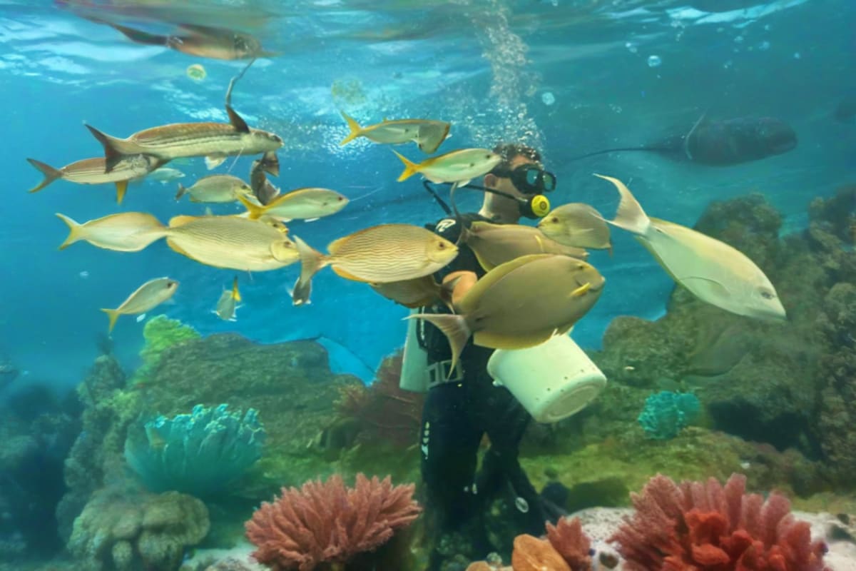 Scuba diver photographing school of yellow fish and coral reef formations underwater in turquoise ocean water