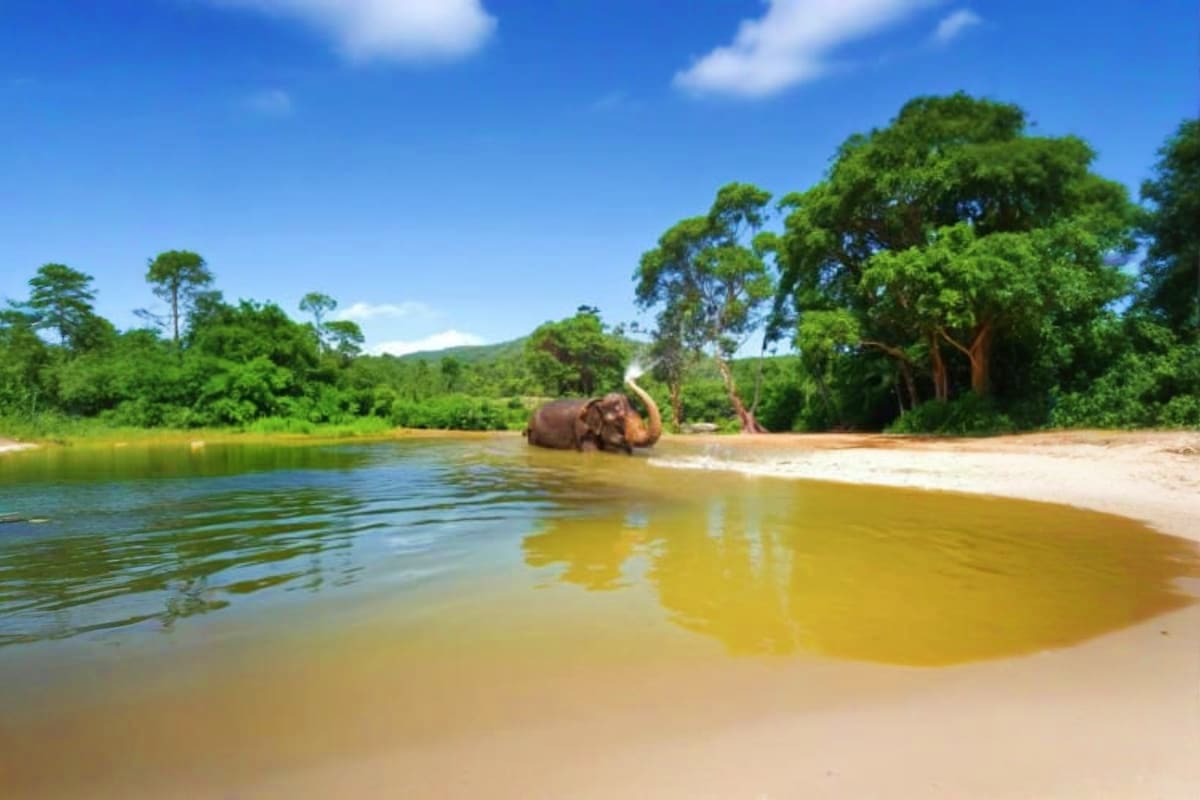 Elephant bathing in natural river pool surrounded by sandy beach and dense tropical forest under blue sky