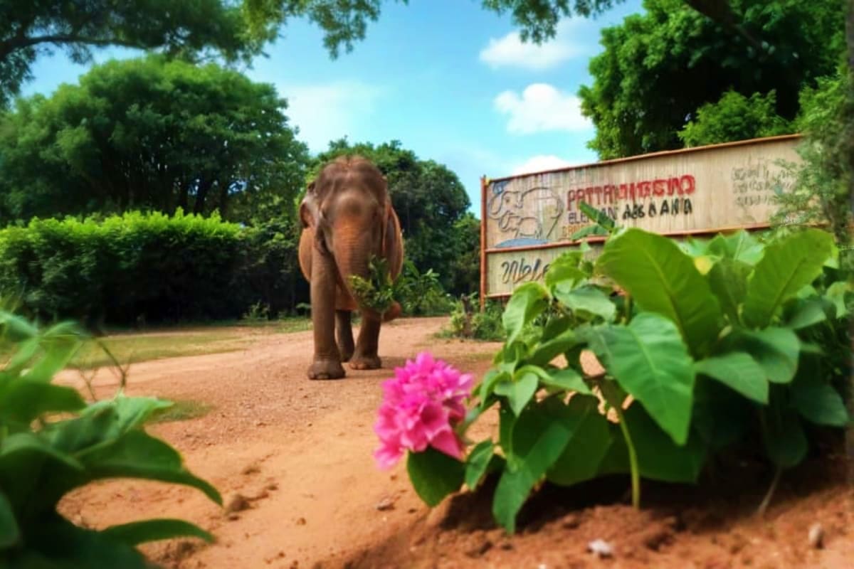 Elephant walking on dirt path at Pattaya Elephant Sanctuary with pink flowers in foreground and sanctuary sign