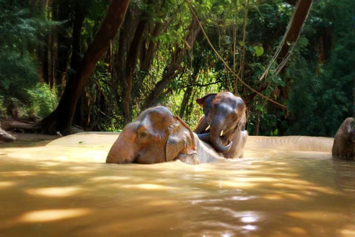 Two elephants bathing in muddy river water with lush tropical forest canopy in background