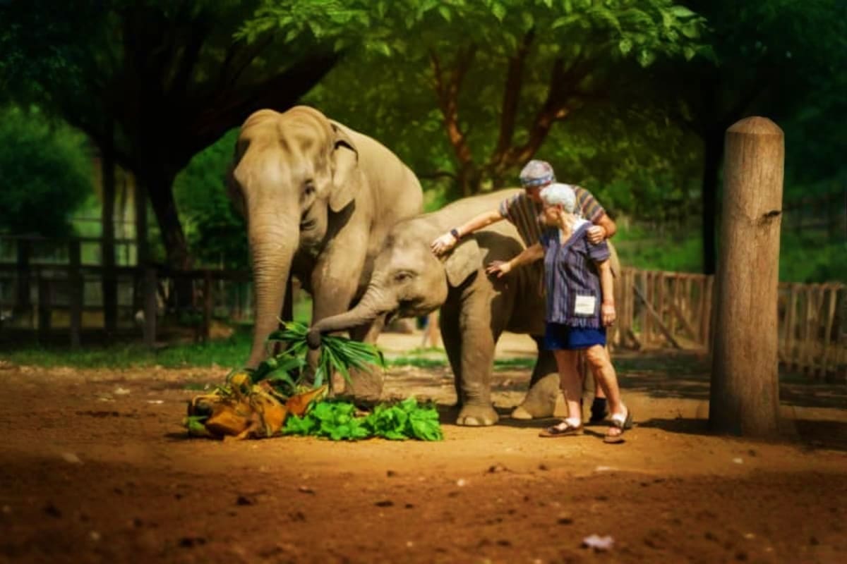 Adult elephant and calf eating vegetables while visitor feeds them at Pattaya Elephant Sanctuary