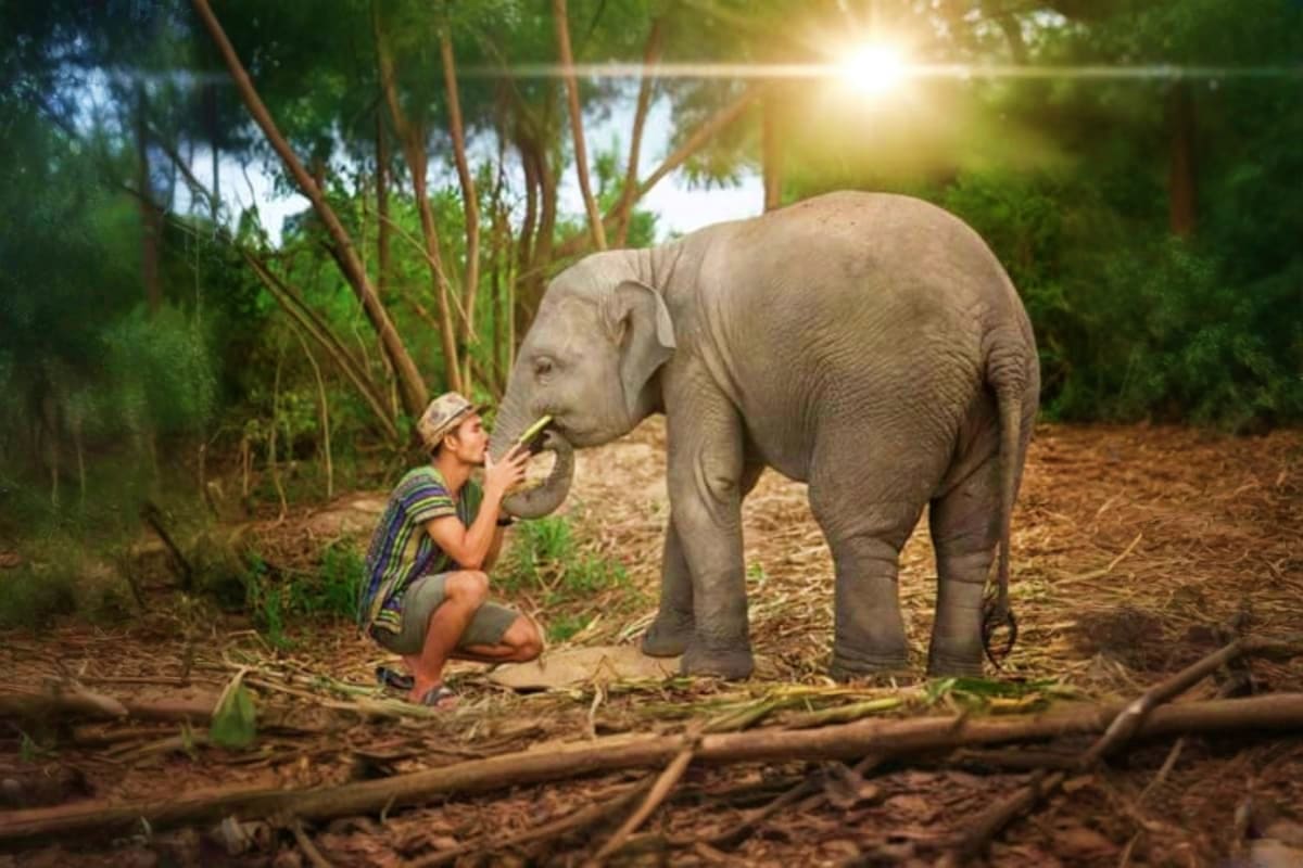 Person feeding fresh vegetation to a young Asian elephant in a natural forest sanctuary setting with bamboo trees