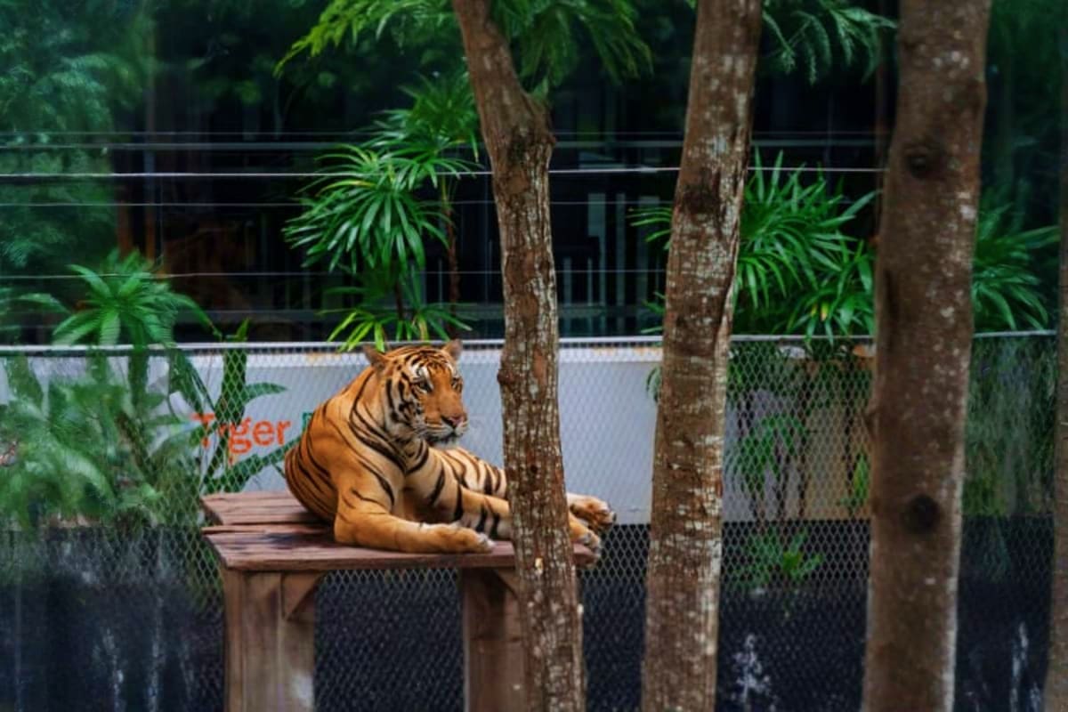 Tiger resting on wooden platform in enclosure surrounded by green foliage and chain-link fence at Tiger Park