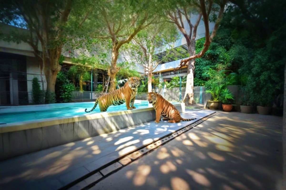 Two tigers in an outdoor enclosure with a swimming pool, shaded by tall trees in a sanctuary facility