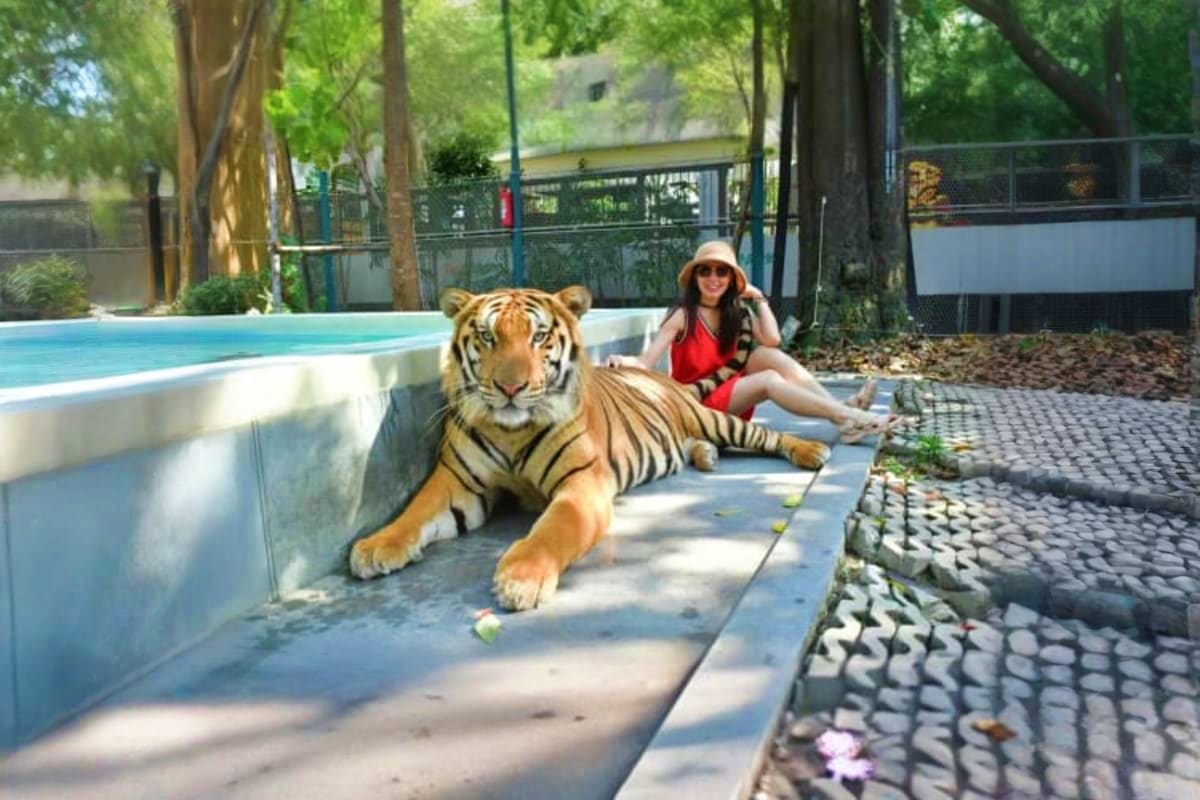 Woman posing next to a tiger at Tiger Park wildlife sanctuary with pool and trees in background