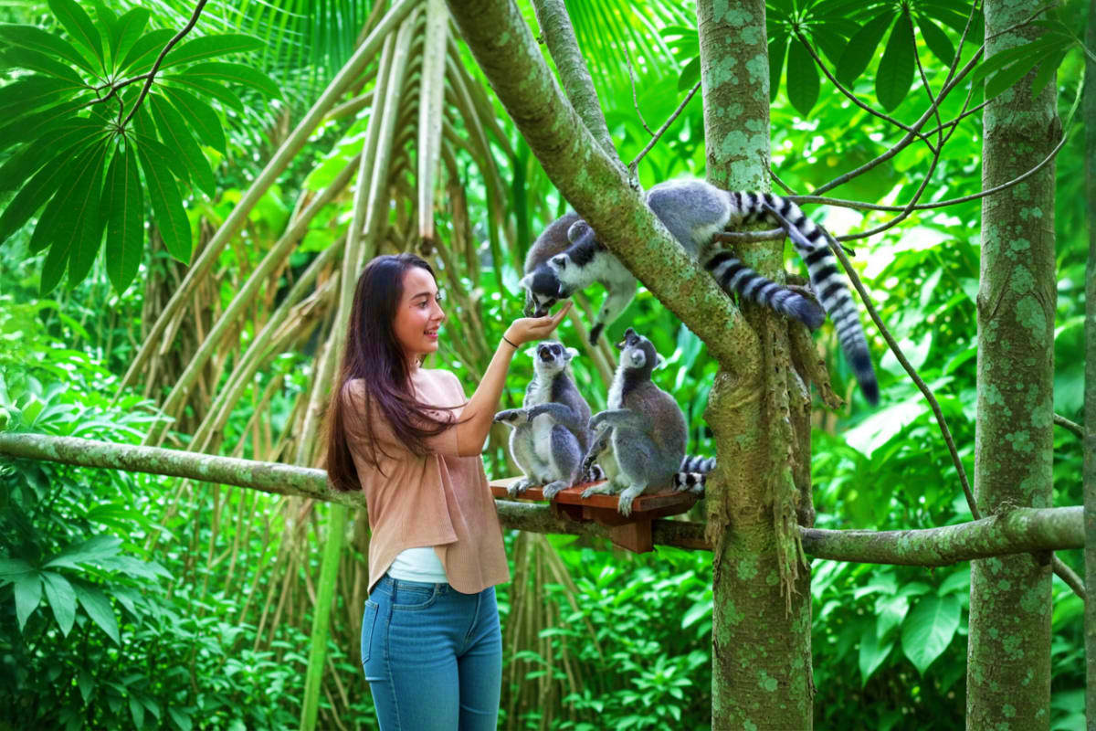 Bali Zoo Woman feeding ring-tailed lemurs on wooden platform in lush tropical forest at Bali Zoo