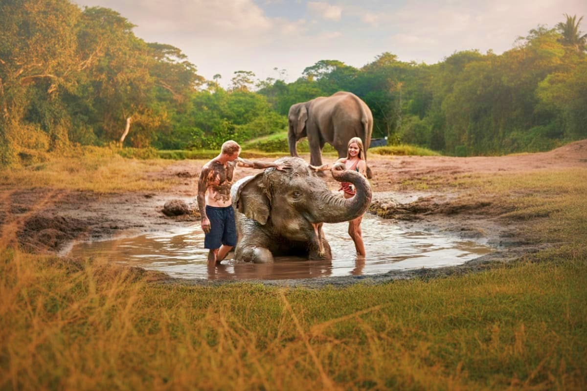 Bali Zoo Tourists bathing with young elephants in muddy water at Bali Zoo, with adult elephant in background and tropical forest surro