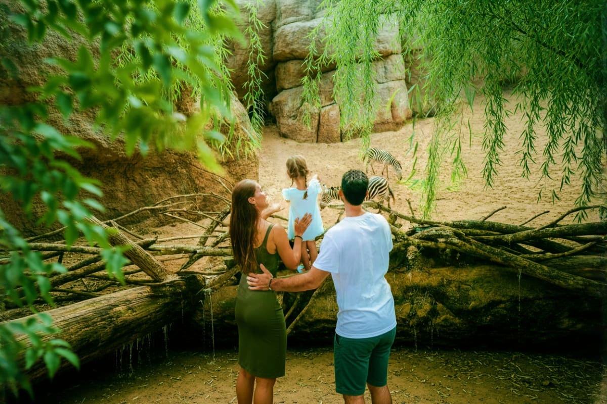 Bali Zoo Family viewing zebra at Bali Zoo with stone enclosure and hanging willow branches framing the scene
