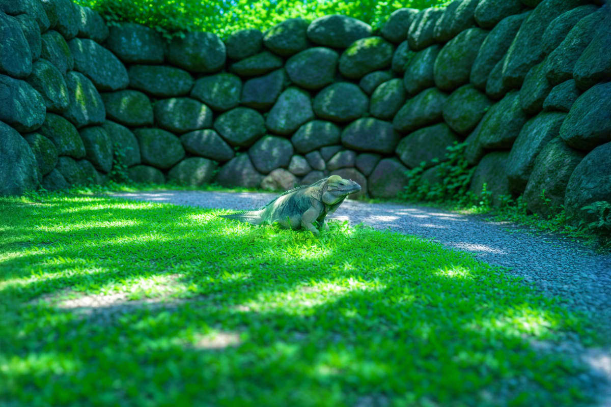 Lizard walking on green moss-covered ground in front of large stacked boulders at Bali Reptile Park