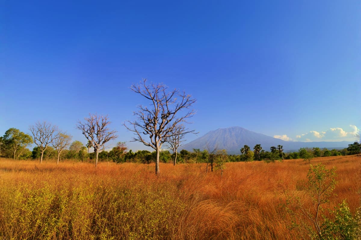 Mount Bromo volcano rising above dry golden savannah grassland with scattered bare trees under clear blue sky in East Java In