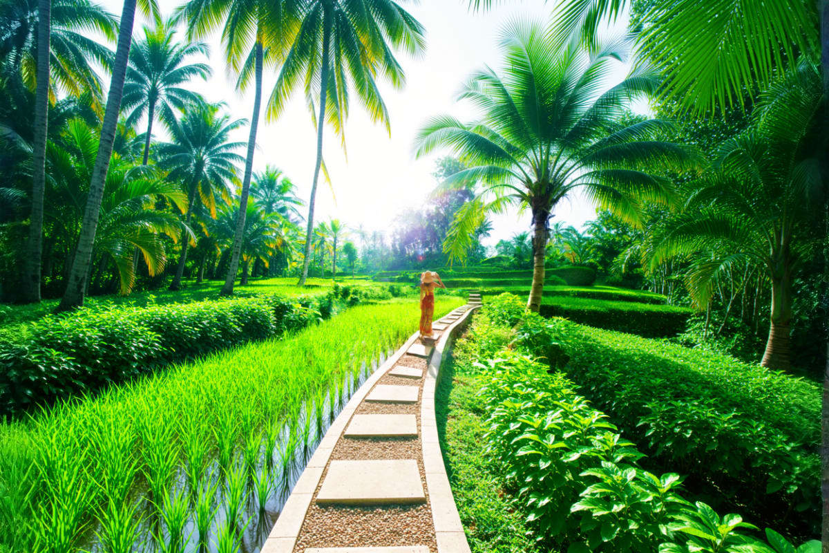 Tropical garden pathway with stone walkway flanked by lush green rice paddies and swaying palm trees in Bali