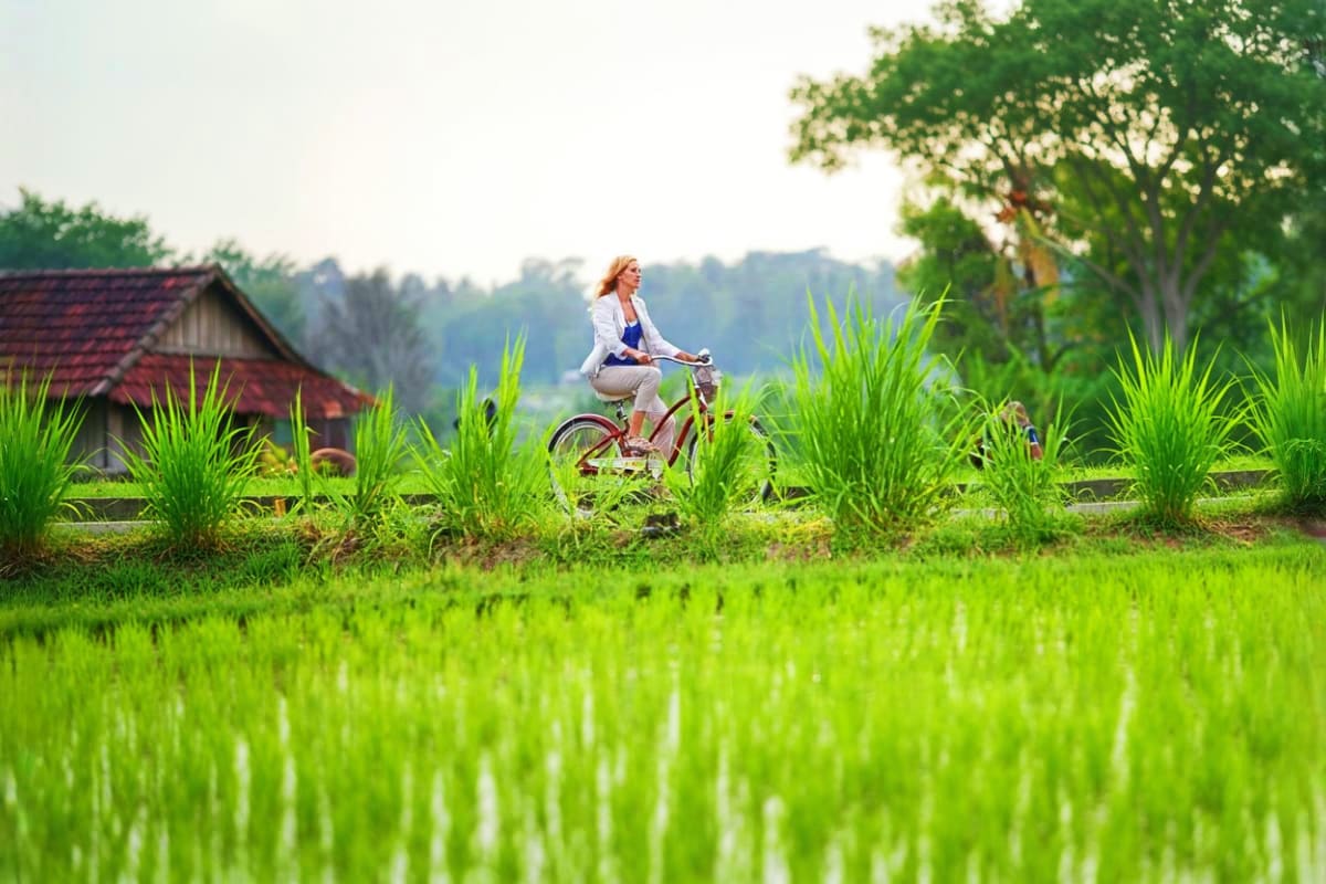 Woman riding bicycle through lush green rice paddies with traditional Balinese house and trees in background