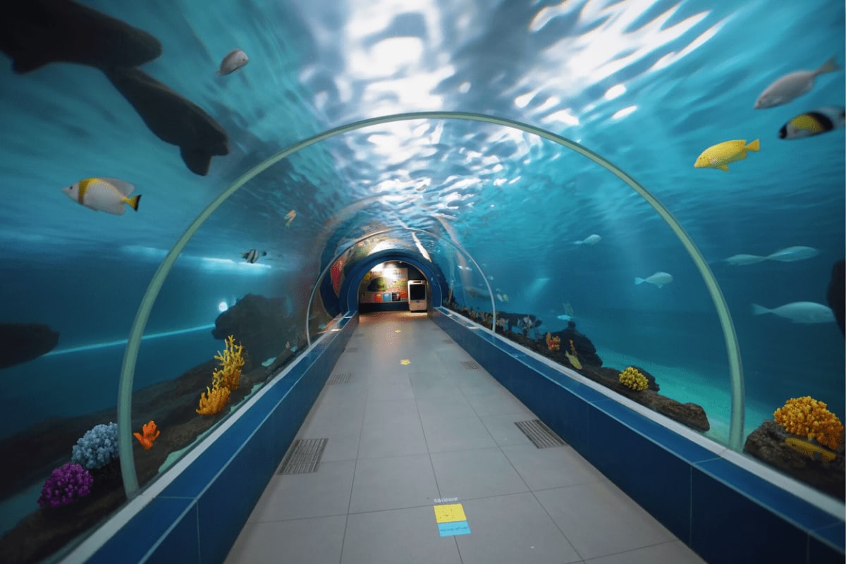 Underwater tunnel at Cebu Ocean Park with fish swimming overhead and colorful coral below