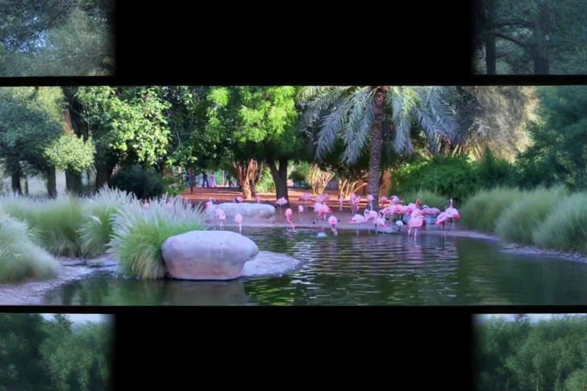 Flamingos wading in a pond at Al Ain Zoo with palm trees and lush greenery surrounding the water feature