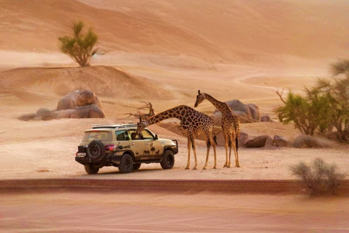 Safari vehicle parked next to giraffes in desert landscape at Al Ain Zoo with rocky outcrops and sparse vegetation