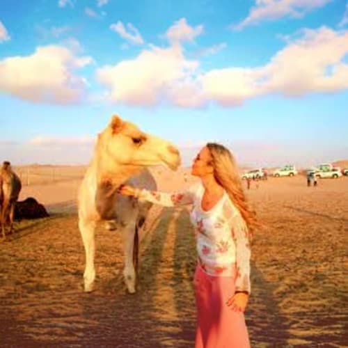 Camel Trekking in Abu Dhabi Woman feeding a camel in the desert with other camels and vehicles in the background, Abu Dhabi