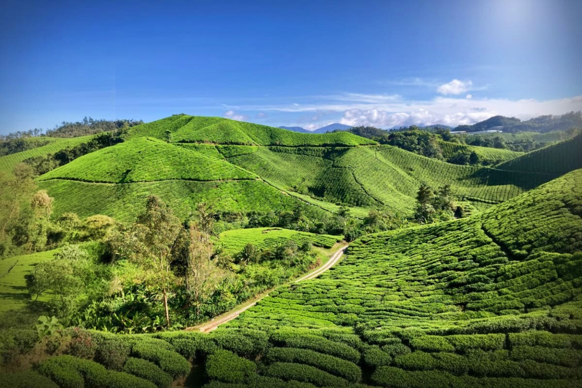 Cameron Highlands Tour with Scenic Buggy Ride Expansive green tea plantations covering rolling hills in Cameron Highlands with a dirt road winding through the lush landsca