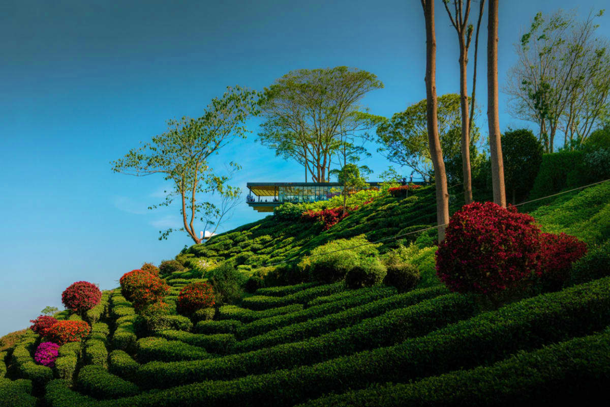 Cameron Highlands Tour with Scenic Buggy Ride Lush green tea plantations on hillside with red flowering plants, tall trees, and modern viewing pavilion under blue sky in C